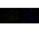 SUPT5H Recombinant Rabbit Monoclonal Antibody (JE55-25)