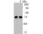 LPP Antibody in Western Blot (WB)