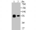LPP Antibody in Western Blot (WB)