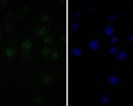 TEF1 Antibody in Immunocytochemistry (ICC/IF)