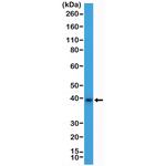 MSI2 Antibody in Western Blot (WB)