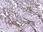 COL4A1 Antibody in Immunohistochemistry (Paraffin) (IHC (P))