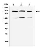 COL4A1 Antibody in Western Blot (WB)