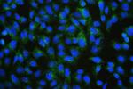 PDCD6IP Monoclonal Antibody (14D10)