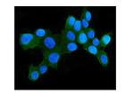 HSPH1 Monoclonal Antibody (3D10)