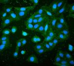 RP2 Monoclonal Antibody (3D7)