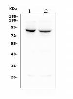 MFN1 Antibody in Western Blot (WB)