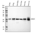 HMG4 Antibody in Western Blot (WB)