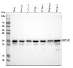 HMG4 Antibody in Western Blot (WB)