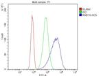 RAB11B Antibody in Flow Cytometry (Flow)
