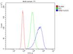RAB11B Antibody in Flow Cytometry (Flow)