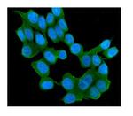 RAB11B Monoclonal Antibody (6C5)