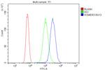 HOMER3 Antibody in Flow Cytometry (Flow)
