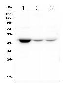 HOMER3 Monoclonal Antibody (9G13)