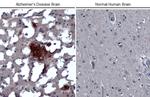beta Amyloid (1-42) Antibody in Immunohistochemistry (Paraffin) (IHC (P))