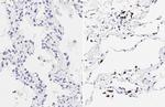 SARS-CoV-2 Spike Protein (RBD) Antibody in Immunohistochemistry (Paraffin) (IHC (P))