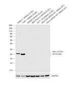 Ras (G12D Mutant) Antibody in Western Blot (WB)