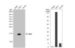 IBA1 Antibody in Western Blot (WB)