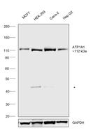 alpha-1 Sodium Potassium ATPase Antibody in Western Blot (WB)