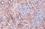 ACSL4 Antibody in Immunohistochemistry (Paraffin) (IHC (P))