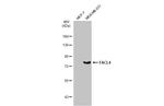 ACSL4 Antibody in Western Blot (WB)