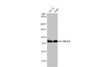 ACSL4 Antibody in Western Blot (WB)
