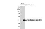 Phospho-ERK1/ERK2 (Thr202, Tyr204, Thr185, Tyr187) Antibody in Western Blot (WB)