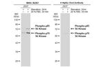 Phospho-p70 S6 Kinase (Thr421, Ser424) Antibody in Western Blot (WB)