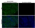 Bax Recombinant Rabbit Monoclonal Antibody (HL236)