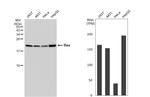 Bax Antibody in Western Blot (WB)
