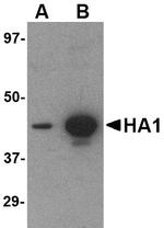 Hemagglutinin Monoclonal Antibody (1E7D8)