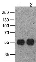 HAT Tag Monoclonal Antibody (4A6F3)
