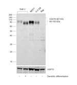 CD276 (B7-H3) Antibody in Western Blot (WB)