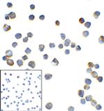 TMIGD2 Antibody in Immunocytochemistry (ICC/IF)