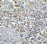 TMIGD2 Antibody in Immunohistochemistry (Paraffin) (IHC (P))