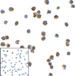 TMIGD2 Monoclonal Antibody (8G1)