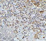 TMIGD2 Antibody in Immunohistochemistry (Paraffin) (IHC (P))