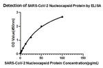 SARS-CoV-2 Nucleocapsid Recombinant Rabbit Monoclonal Antibody (4Z6T2)