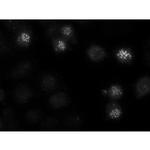 CENPE Antibody in Immunocytochemistry (ICC/IF)