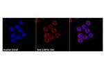 LAP2 Monoclonal Antibody (3A3)
