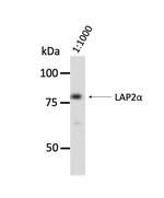 LAP2 Antibody in Western Blot (WB)