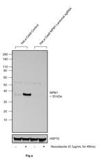 Phospho-NPM1 (Ser4) Recombinant Rabbit Monoclonal Antibody (NPMS4-A1)