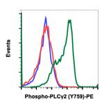 Phospho-PLCg2 (Tyr759) Recombinant Rabbit Monoclonal Antibody (PLCG2Y759-G3), PE