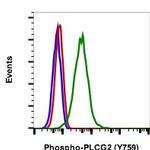 Phospho-PLCg2 (Tyr759) Recombinant Rabbit Monoclonal Antibody (PLCG2Y759-G3), FITC