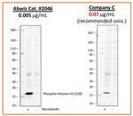 Phospho-Histone H3 (Ser28) Antibody in Western Blot (WB)