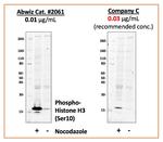 Phospho-Histone H3 (Ser10) Antibody in Western Blot (WB)