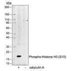Phospho-Histone H3 (Ser10) Antibody in Western Blot (WB)