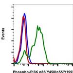 Phospho-PI3K p85/p55 (Tyr458, Tyr199) Recombinant Rabbit Monoclonal Antibody (PI3KY458-1A11), PE