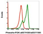 Phospho-PI3K p85/p55 (Tyr458, Tyr199) Recombinant Rabbit Monoclonal Antibody (PI3KY458-1A11), FITC