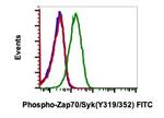 Phospho-ZAP70/Syk (Tyr319, Tyr352) Recombinant Rabbit Monoclonal Antibody (Zap70Y319-A3), FITC